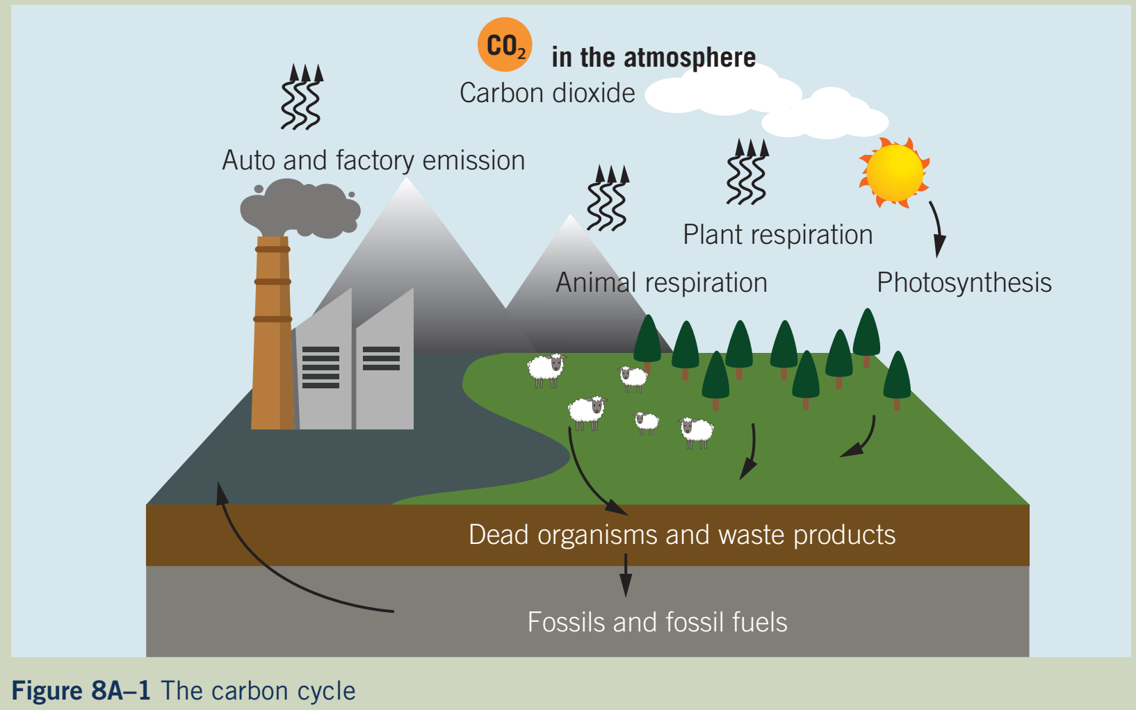 Carbon Cycle