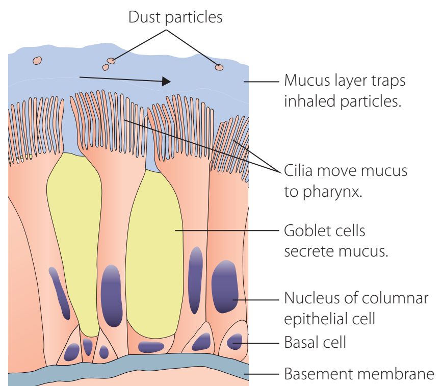 Mucosal Immunity Diagram