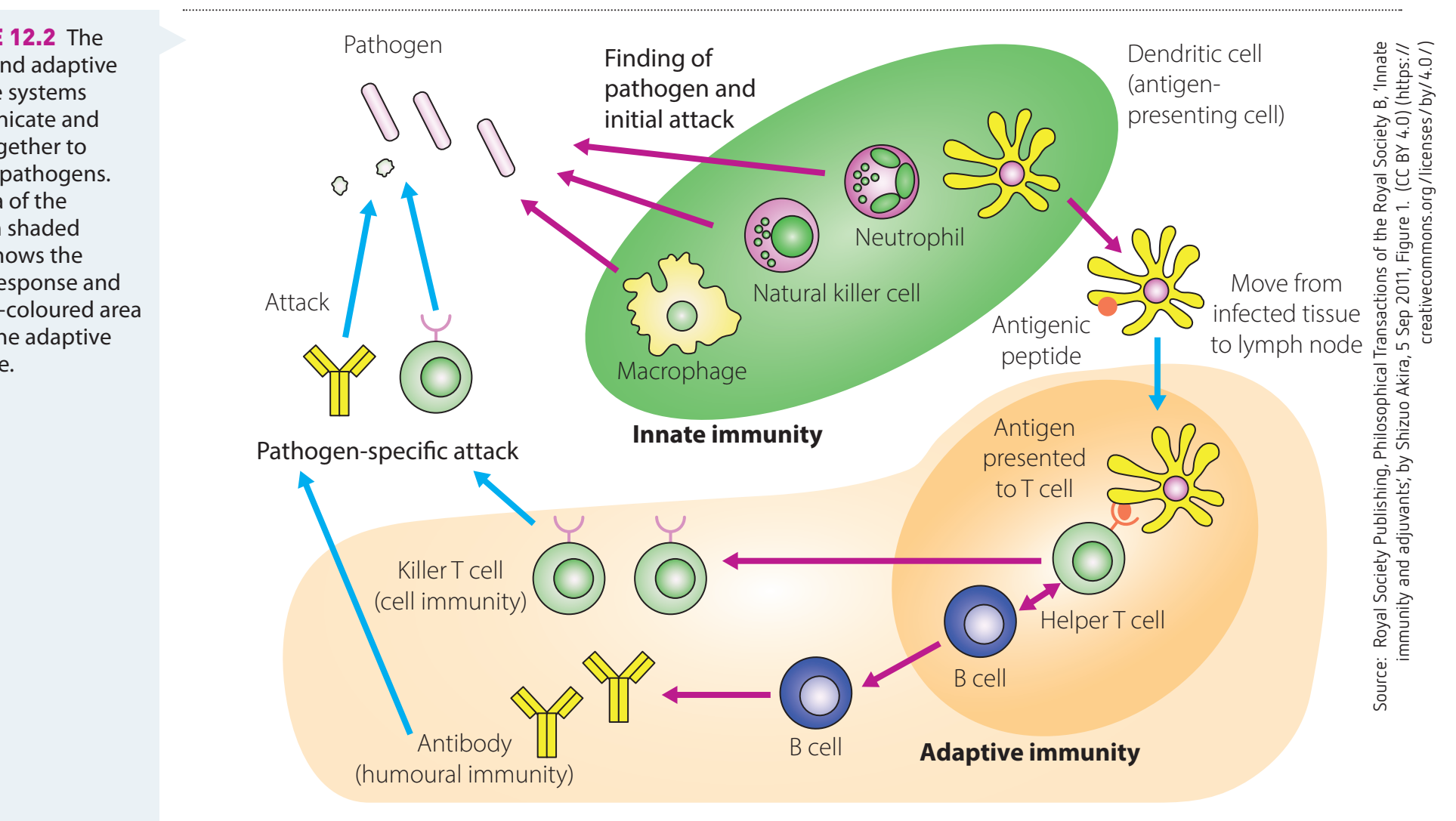 Diagram detailing the interaction between innate and adaptive immune systems.