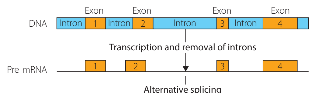Flowchart depicting the phases of transcription including initiation, elongation, and termination.