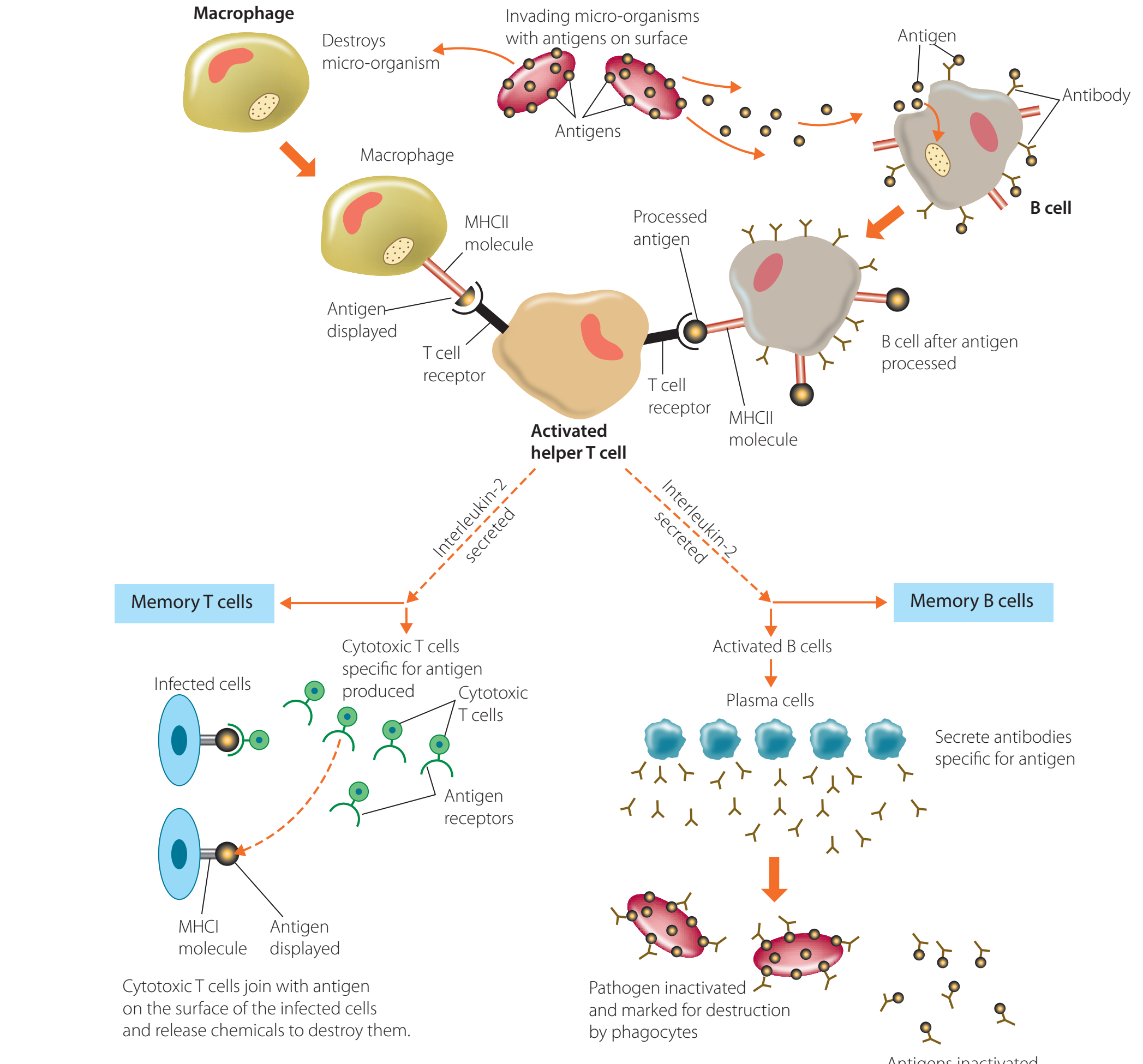 Diagram illustrating pathways for adaptive responses involving B and T cells.