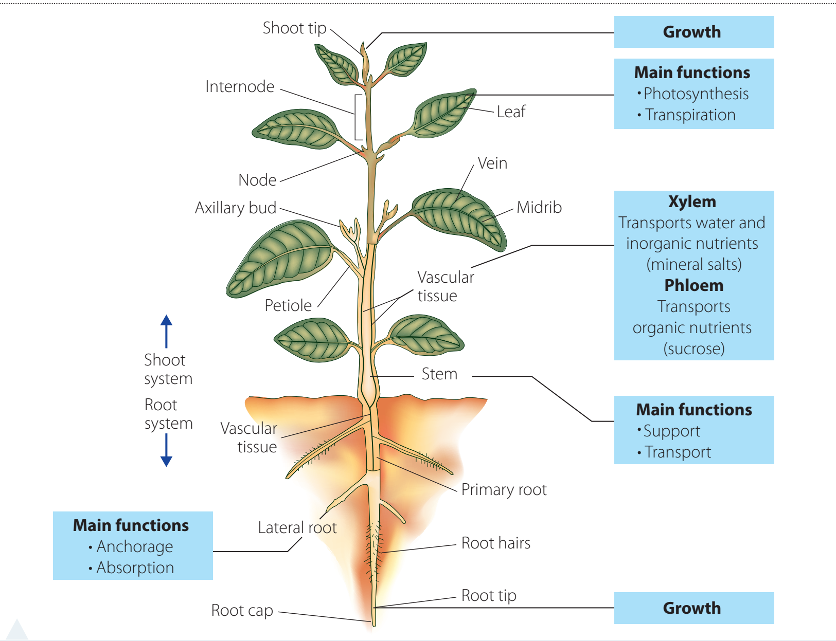 Diagram of dissected plant showing key parts such as roots, stems, leaves, and flowers.