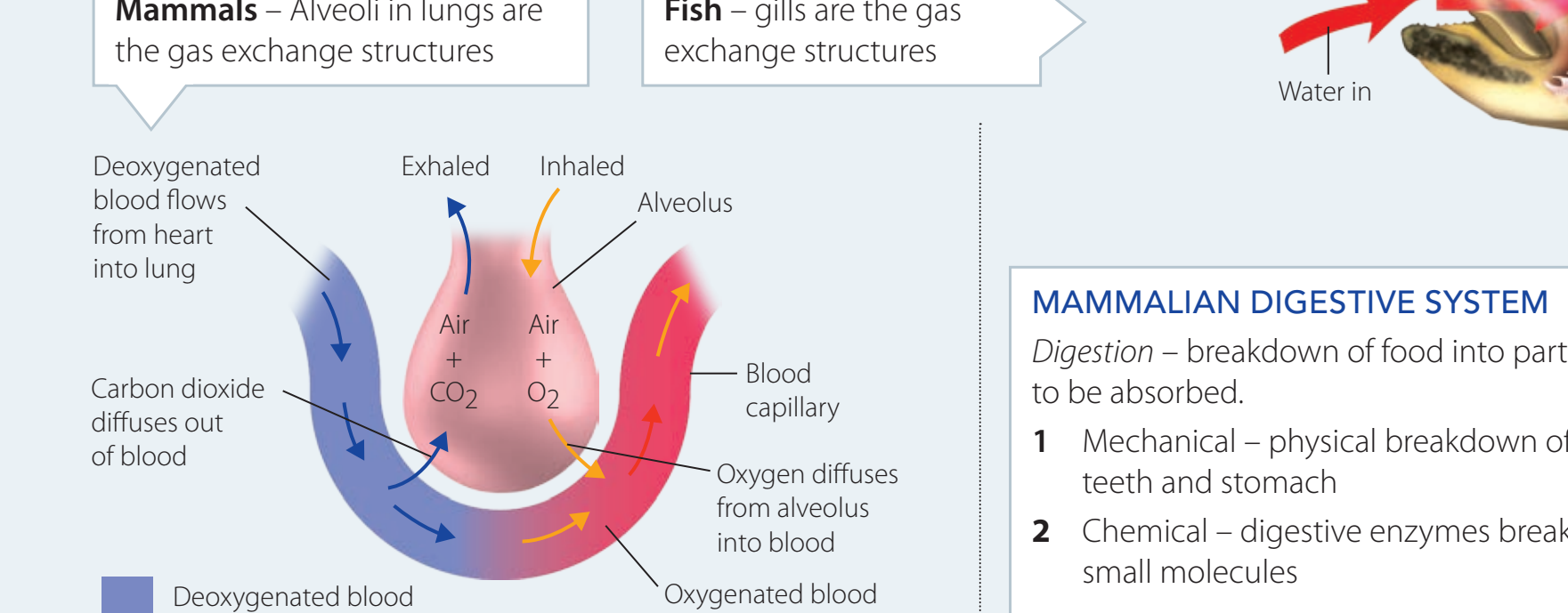Diagram illustrating CO₂ diffusion at the pulmonary and cellular levels.