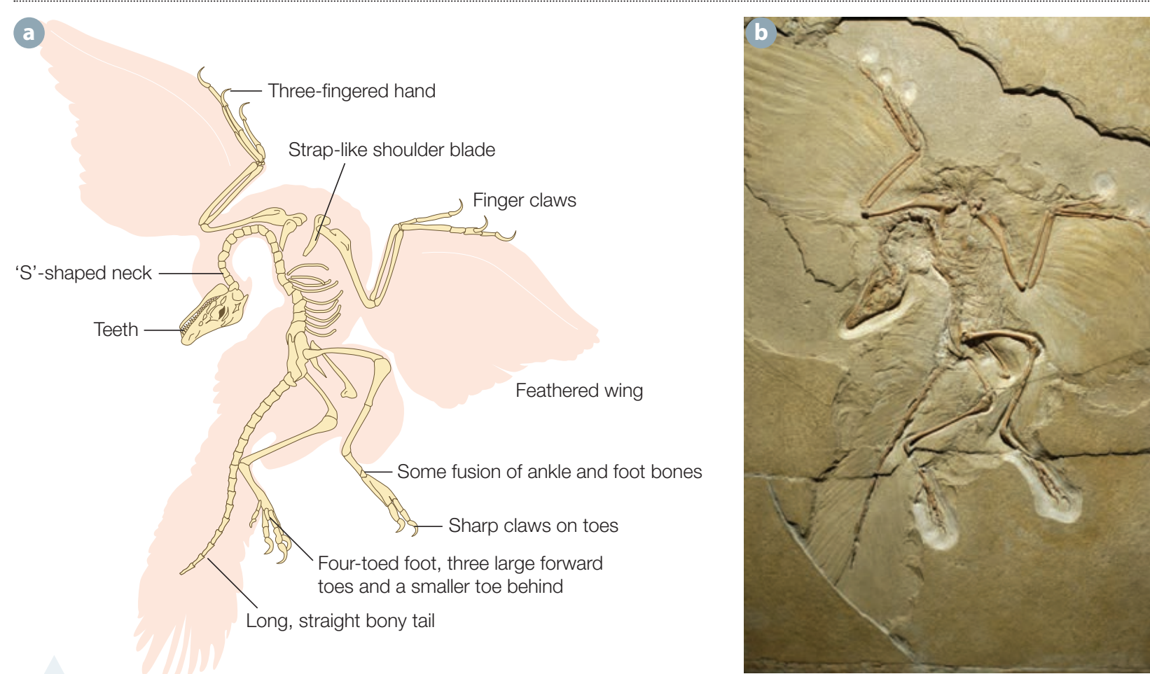 Diagram illustrating examples of transitional fossils, including Archaeopteryx, with annotations showing evolutionary significance.
