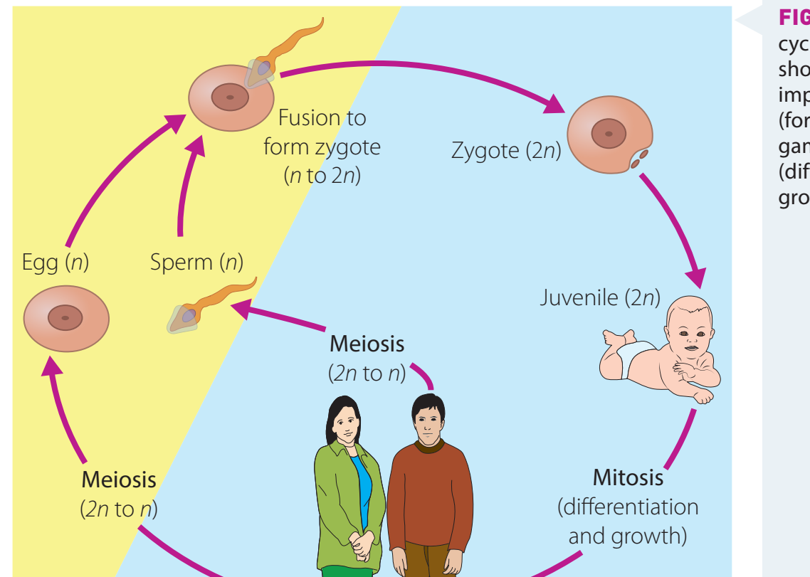 Table showing stages of development