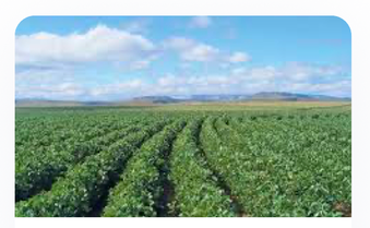 Cash Crop plantation