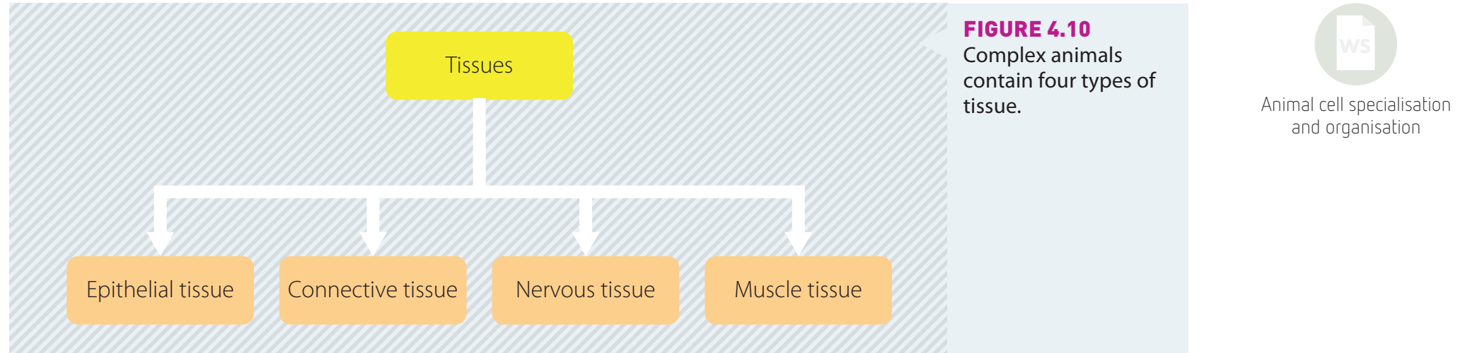 Tissue Types Diagram