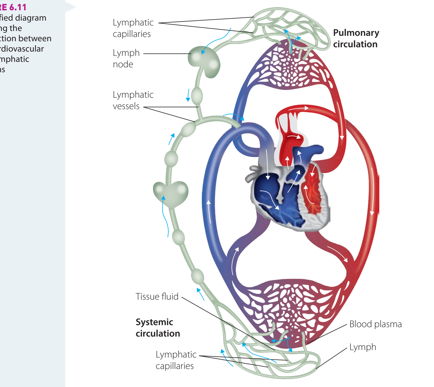 Overview of major organ systems and their primary functions.