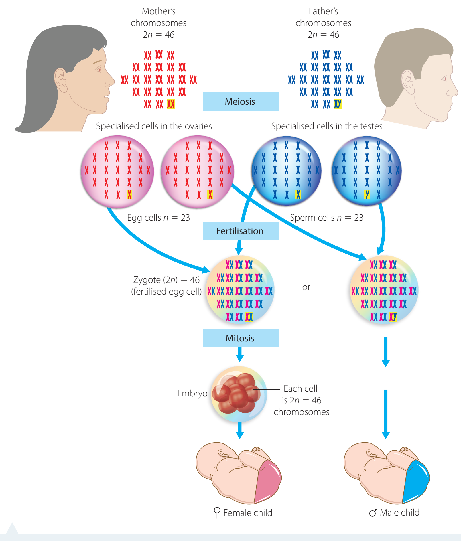 Meiosis process.