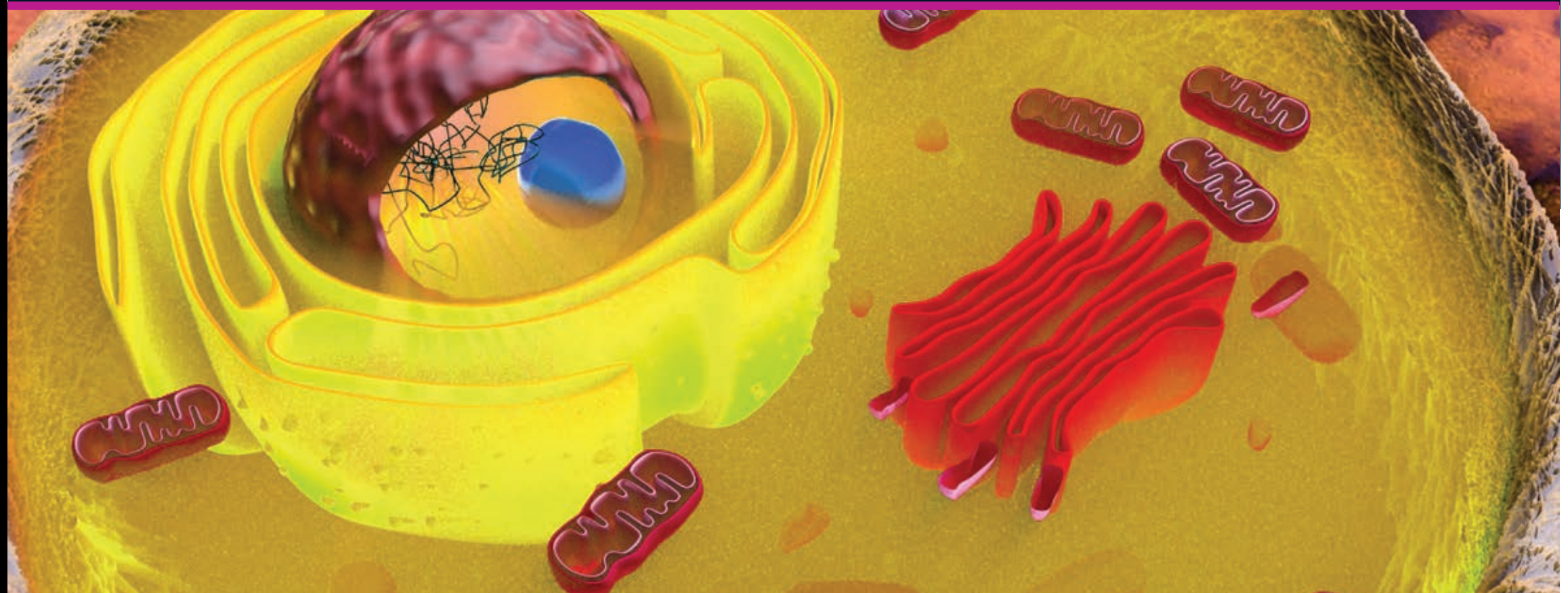 Diagram showing eukaryotic cell structure.