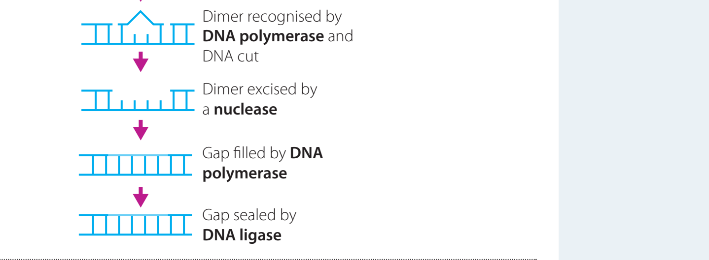 Diagram depicting the sequence of actions in DNA repair.