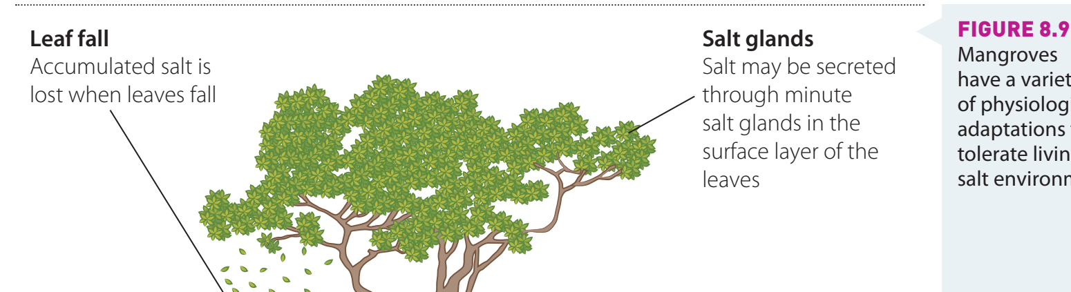 Diagram showcasing mangrove root adaptations.