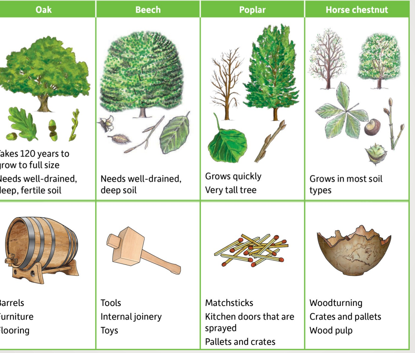Diagram comparing leaves of oak, ash, and birch to help identify each species.