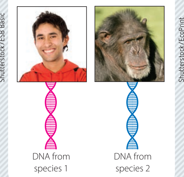 Image contrasting genotype vs phenotype.