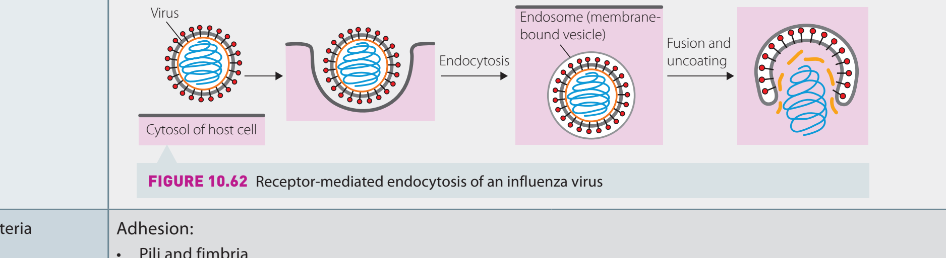 Illustration of the endocytosis process showing stages from initial contact with the cell membrane to vesicle formation.
