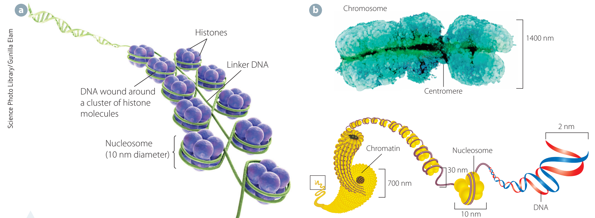 Nucleosome formation.