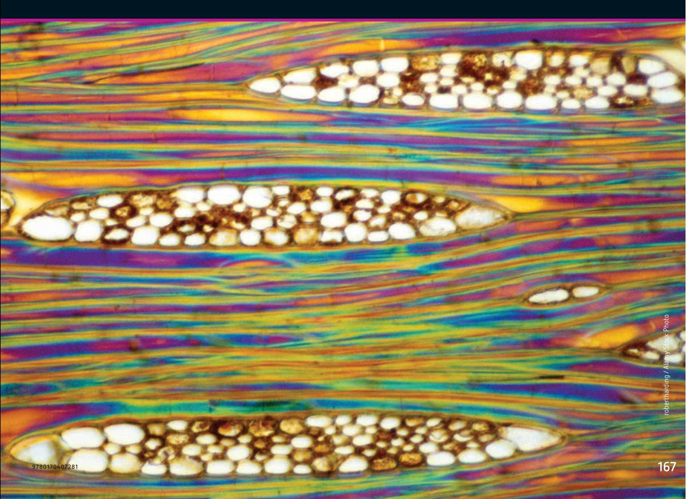 A detailed diagram of a plant stem cross-section showing vascular bundles with labeled xylem and phloem.