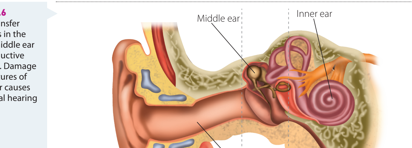 A comprehensive labeled diagram of the ear, showing the outer, middle, and inner ear with annotations on the function of each part.