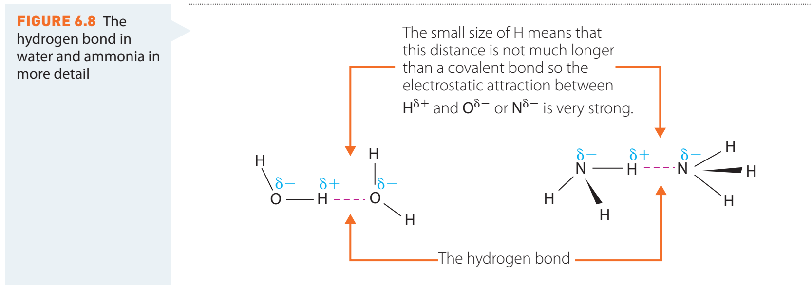 Illustration showing the role of amide polarity in interactions with water molecules.