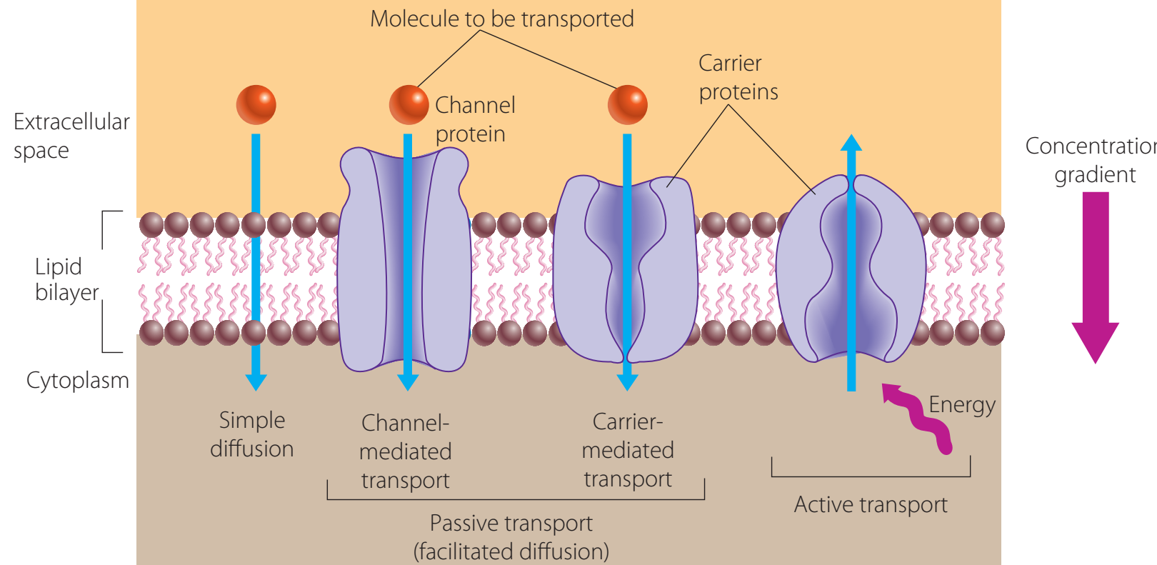 Liposomal Drug Delivery System