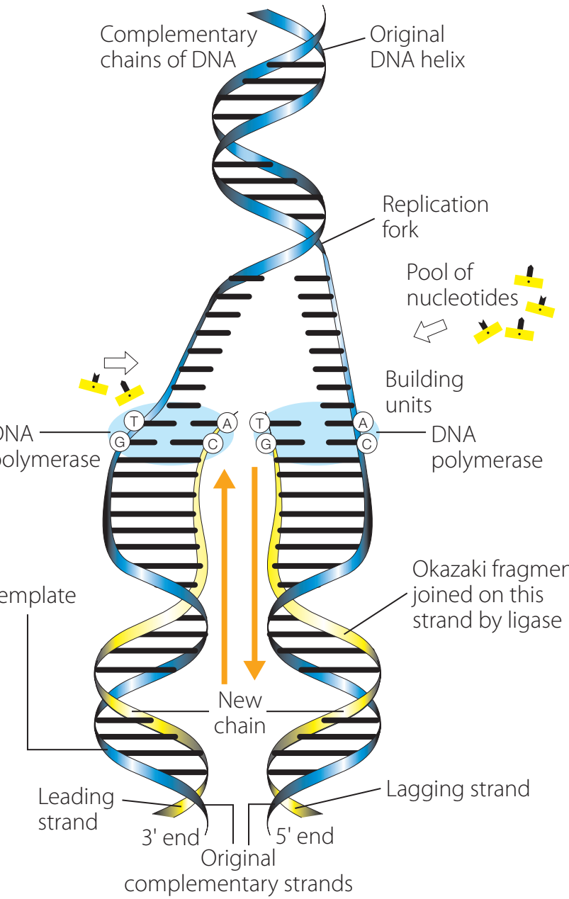 A detailed replication fork diagram highlighting leading and lagging strands, DNA polymerase action, and Okazaki fragments.