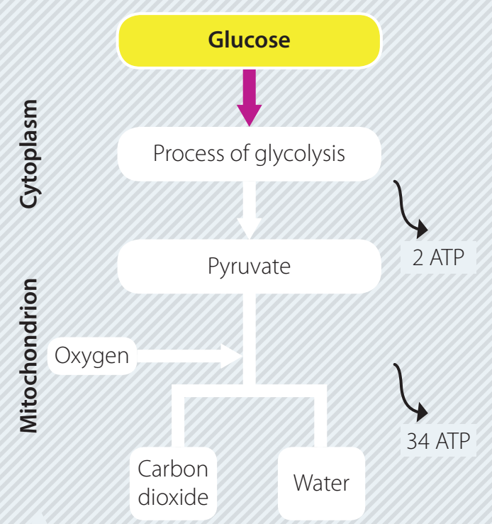 Flowchart detailing the metabolic pathway of ketones during ketogenesis, focusing on energy conversion.