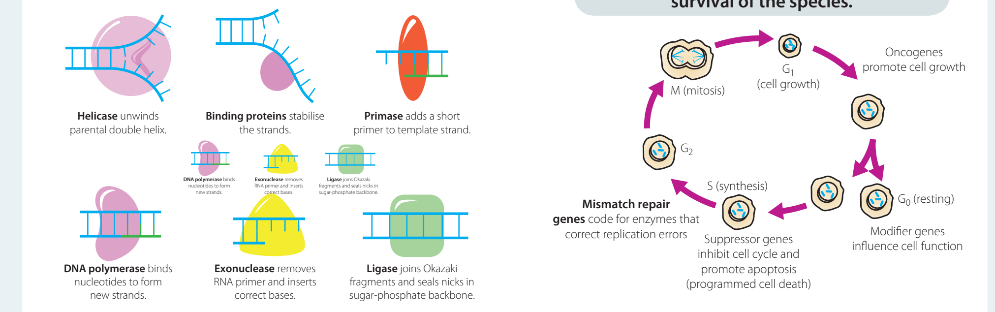 Exonuclease activity diagram.