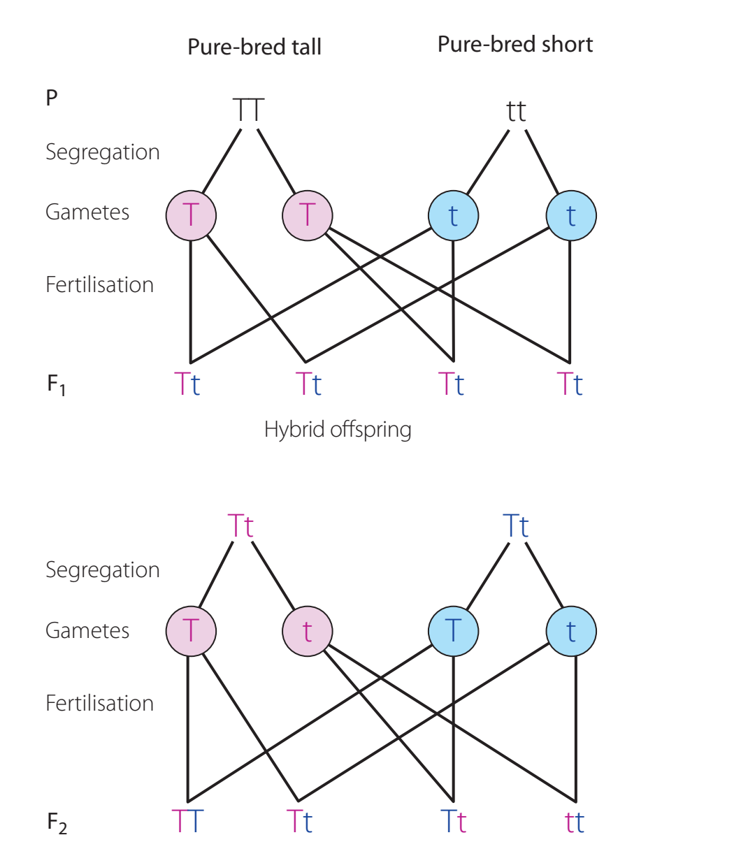 Selective Breeding illustration