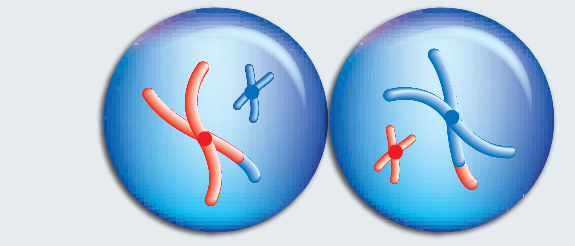 A diagram displaying a karyotype to show chromosomal abnormalities like extra or missing chromosomes.