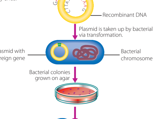 Diagram of transformation methods.