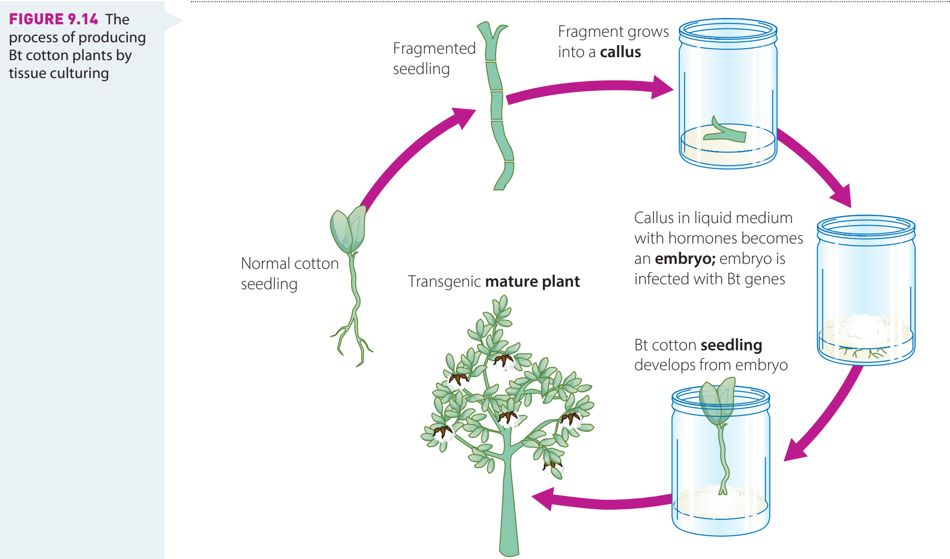 Development and benefits of transgenic crops.