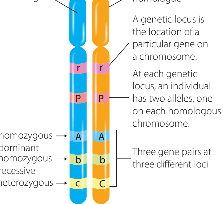 Illustration showing gene locations on chromosomes with different alleles.