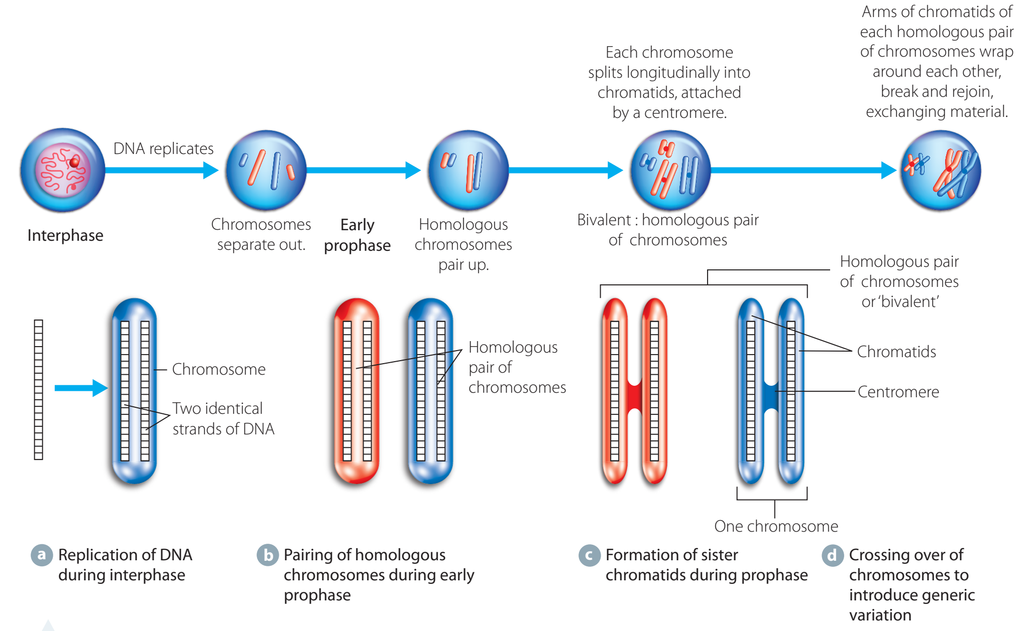 Meiosis and Genetic Variation