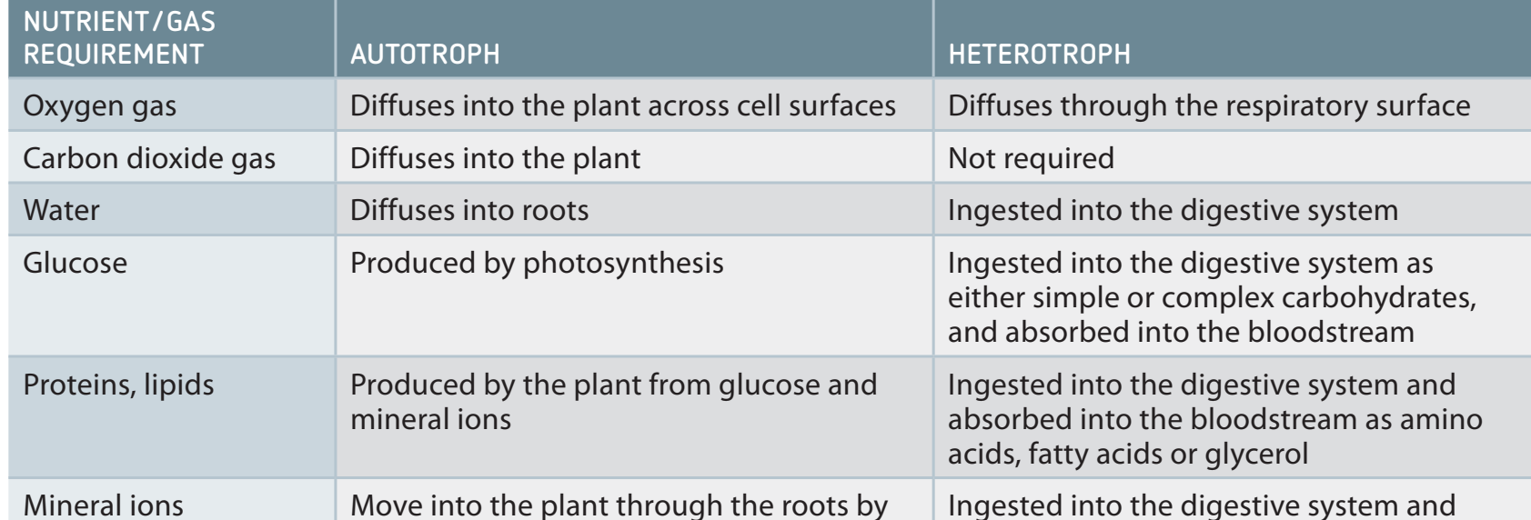 Infographic of cellular digestion and absorption processes involving glucose, amino acids, fatty acids, glycerol, and nucleotides.