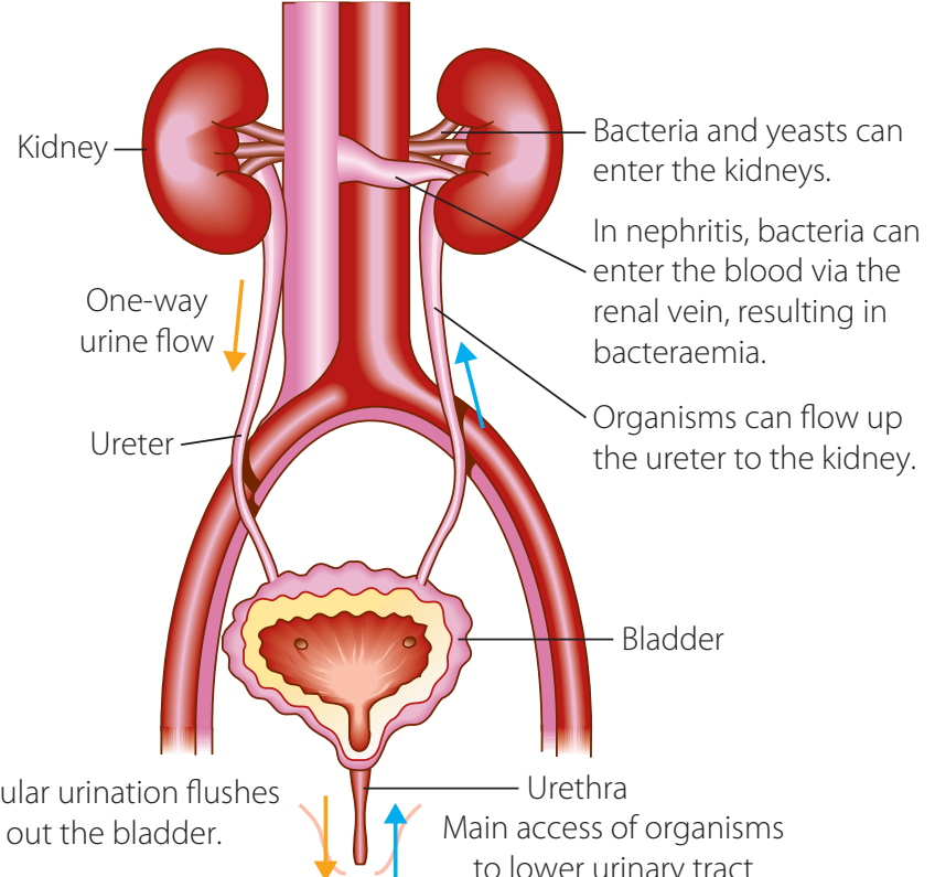 Effects of blockages