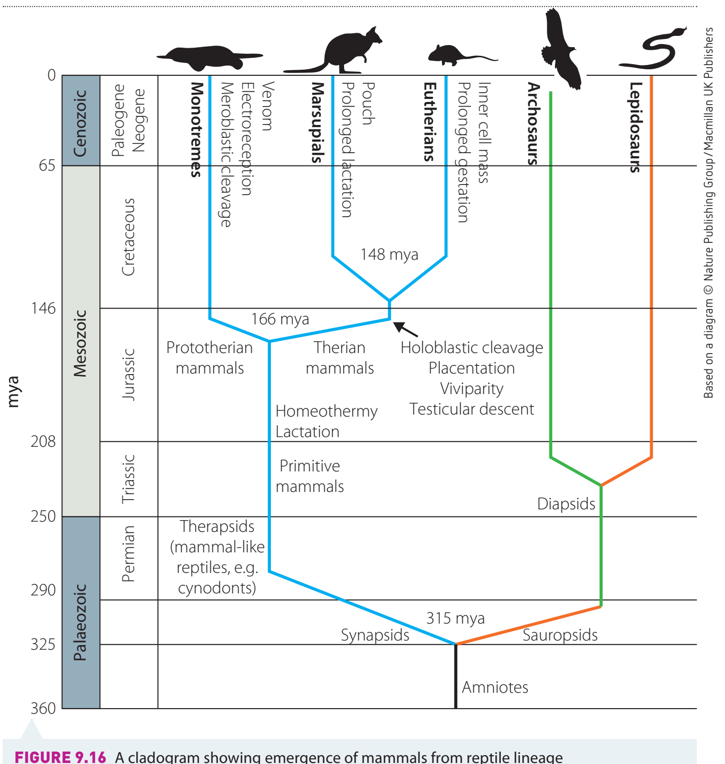 Phylogenetic tree illustrating evolutionary relationships among Australian marsupials.