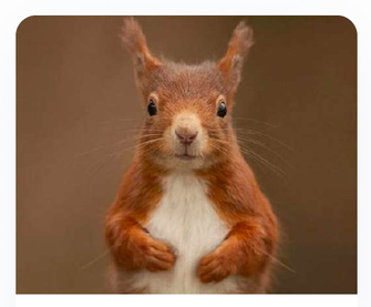 Figure 2: Red Squirrel