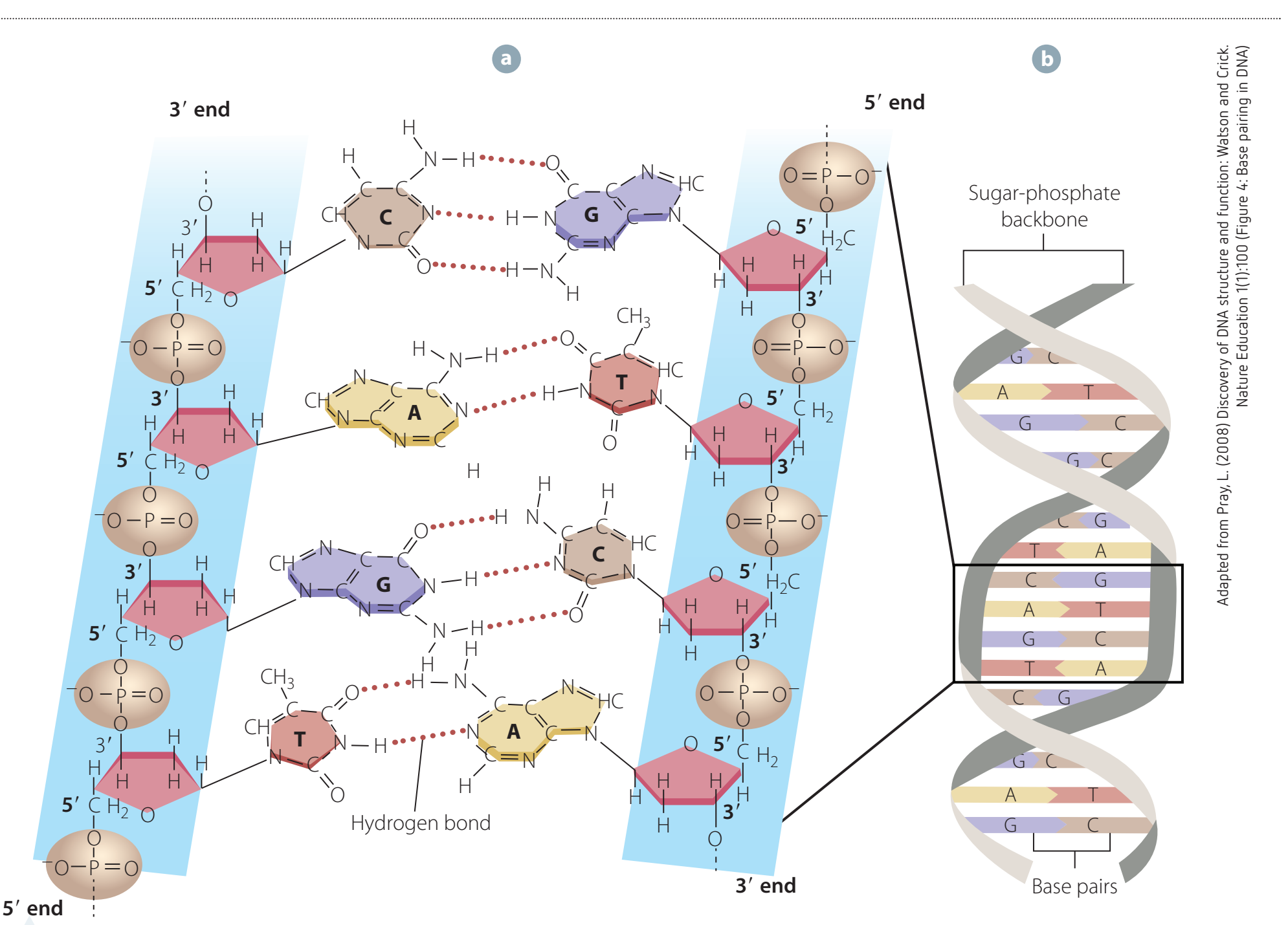 Illustration of replication fork.