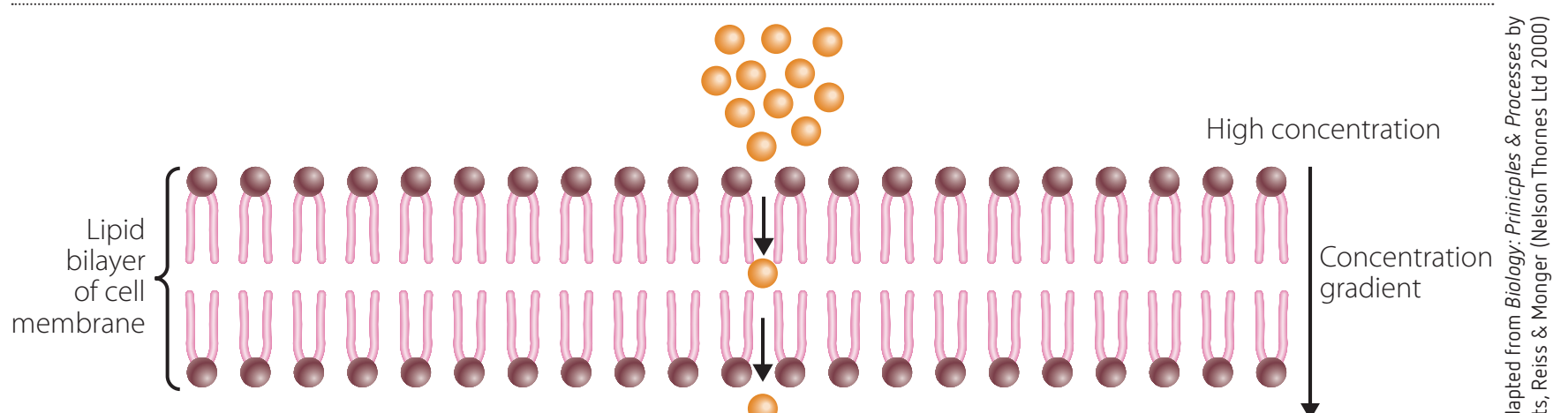 Annotated depiction of diffusion across a membrane, showing particles moving from areas of high concentration to low concentration.