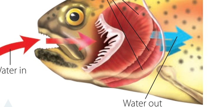 Diagram showing the structure of fish gills and counter-current exchange mechanism.