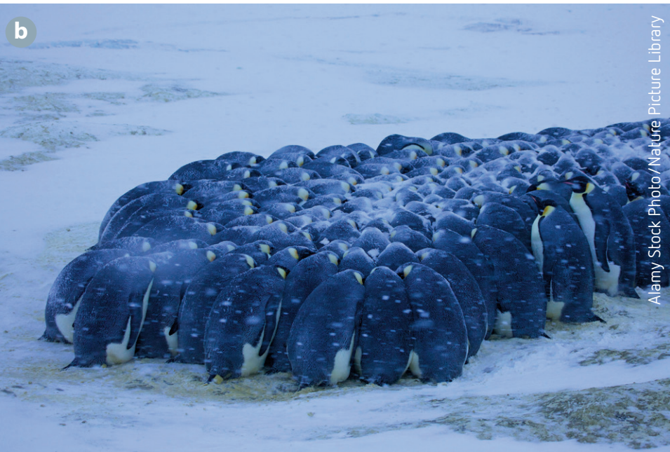 Diagram showing the organised structure of a penguin huddle with temperature gradients.