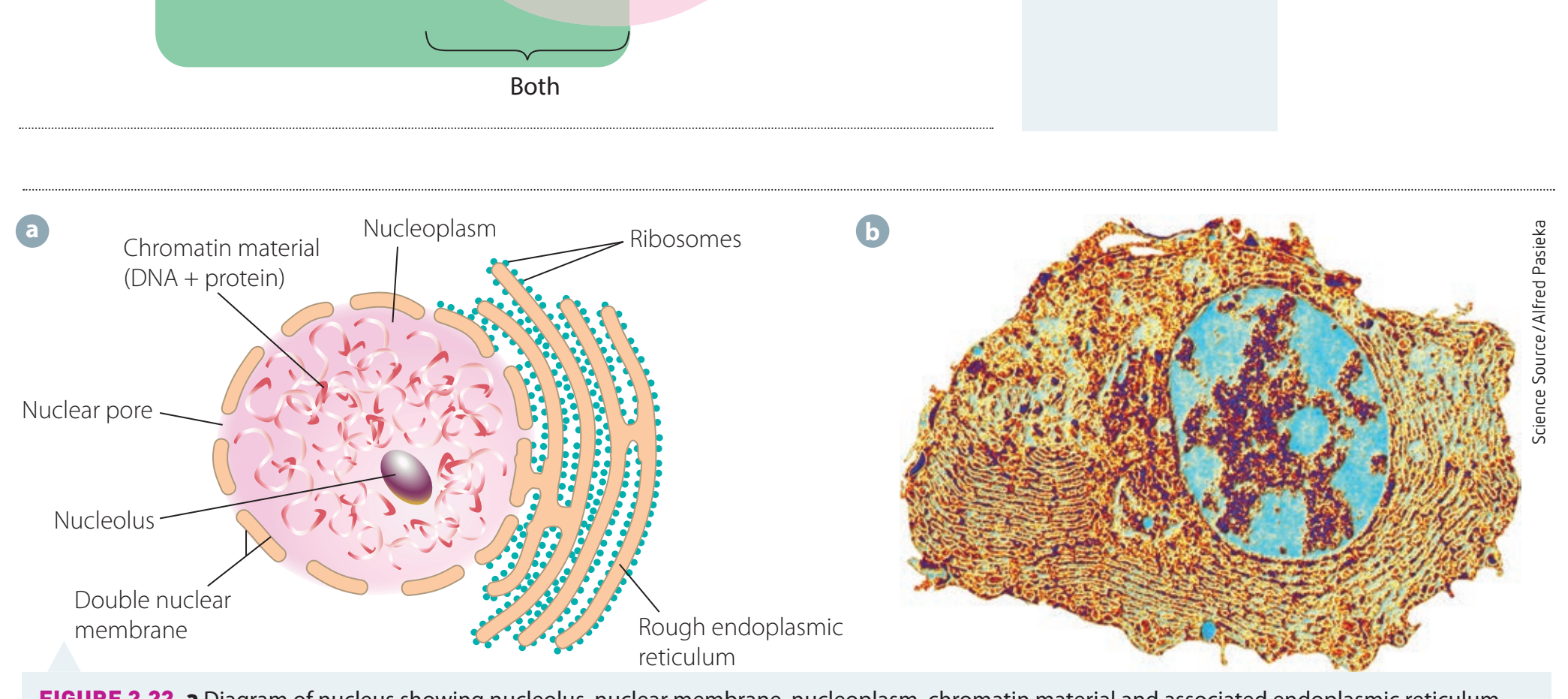Nuclear Envelope and Pores Diagram
