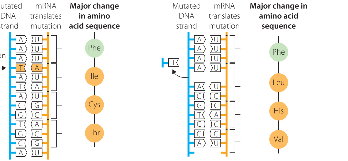 Diagram showing DNA before and after a point mutation to illustrate substitution impact.