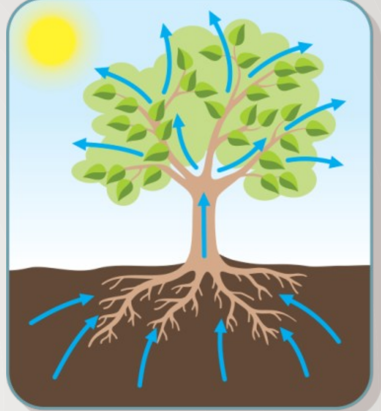 Diagram Showing Water and Nutrient Movement