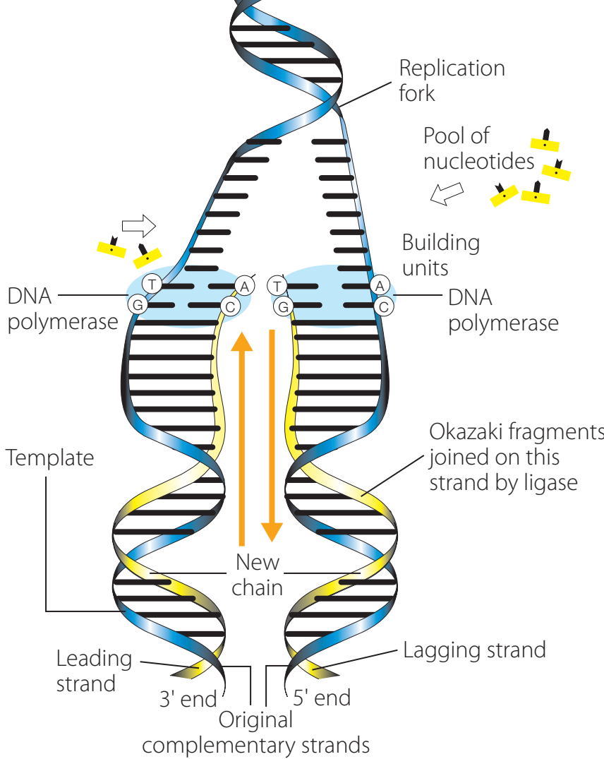 Replication process.