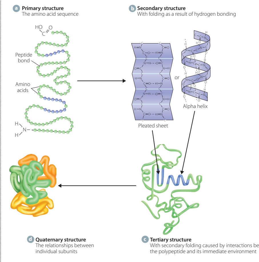 Diagrams of primary, secondary, tertiary, and quaternary protein structures.