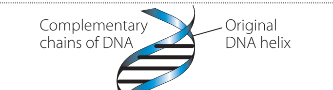 Illustration of DNA double helix with labeled components, showing sugar-phosphate backbone and nitrogenous base pairs.