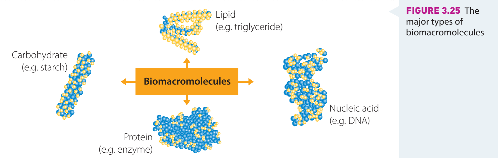 Diagram showing the basic structures of proteins, carbohydrates, and synthetic polymers.