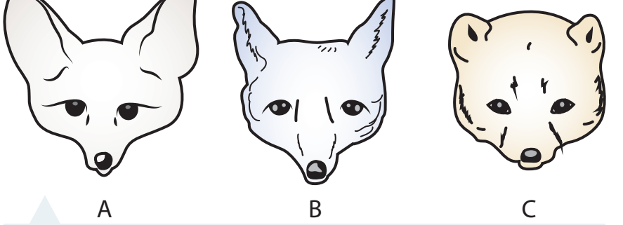 Anatomical diagram of the Fennec Fox highlighting adaptations such as large ears, fur-covered feet.