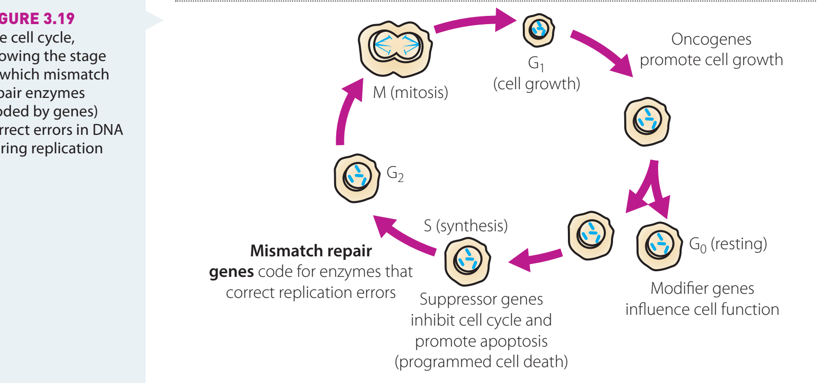 Diagram illustrating the mismatch repair process, including key proteins like MutS, MutL, and MutH.